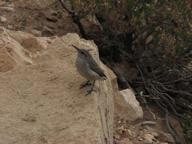 Grand Canyon - Canyon Wren